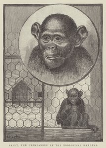 Sally, the Chimpanzee at the Zoological Gardens by Alexander Francis Lydon